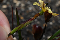 Sisyrinchium convolutum, photograph (c) Anders Hastings, some rights reserved (CC BY)