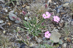 Silene villosula