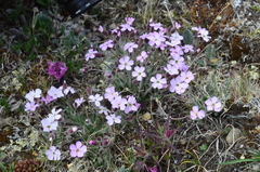 Silene villosula