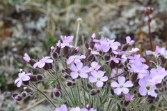Silene villosula
