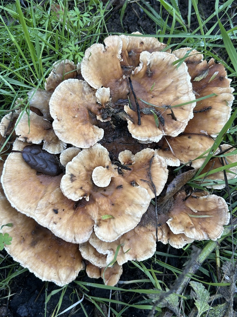 Abortiporus biennis · November 2025 · photo: © aheyman1 (iNaturalist, cc-by-nc)