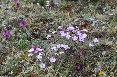 Silene villosula