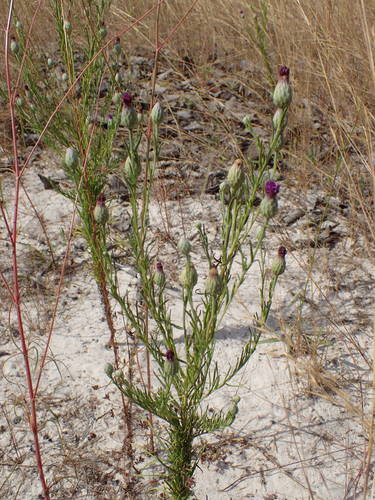 Crystallopollen serratuloides