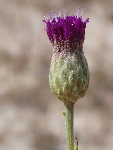 Crystallopollen serratuloides