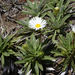 Celmisia densiflora - Photo (c) John Barkla, algunos derechos reservados (CC BY), subido por John Barkla