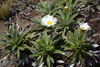 Celmisia densiflora - Photo (c) John Barkla, algunos derechos reservados (CC BY), subido por John Barkla