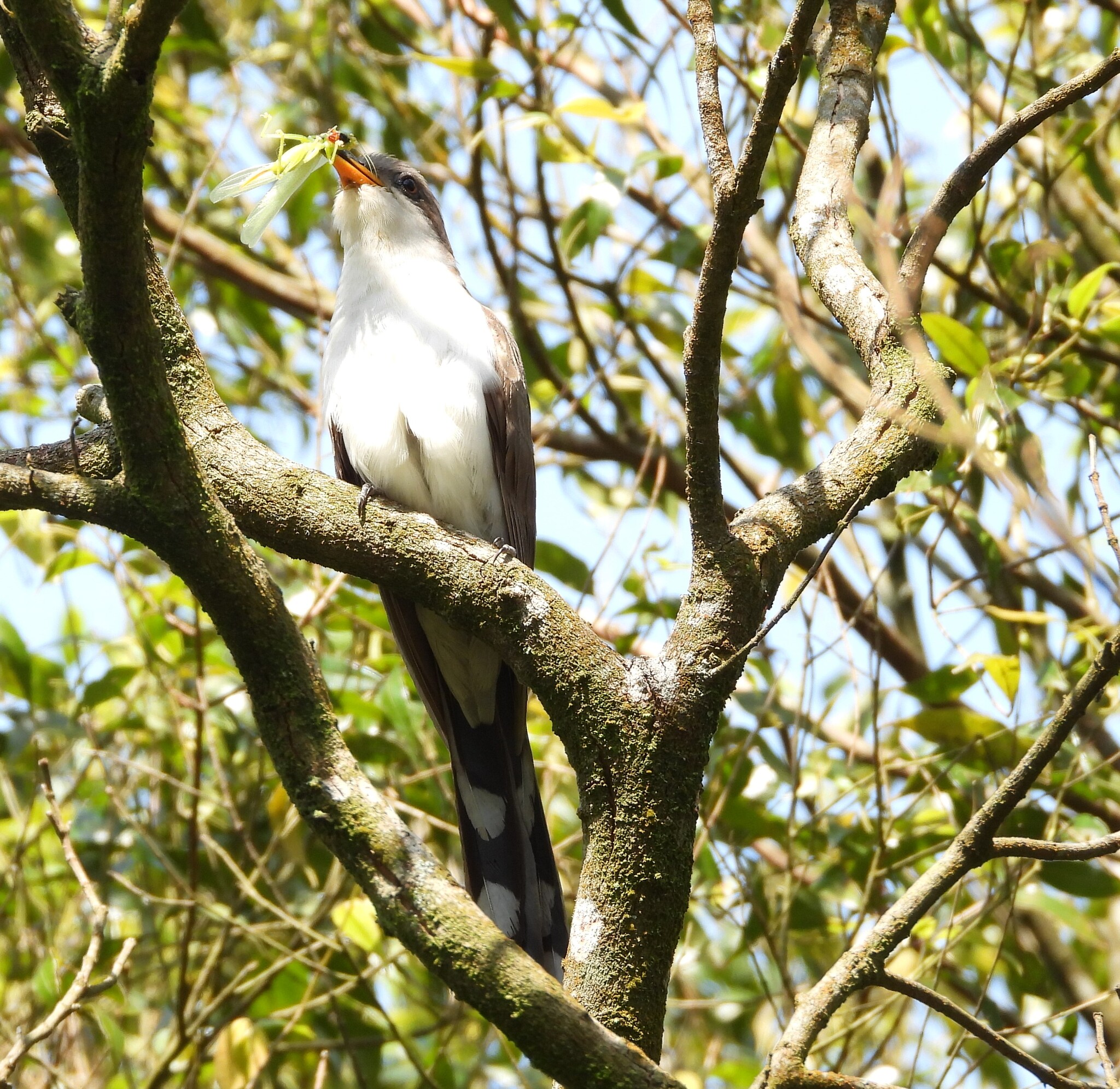 Pearly-breasted Cuckoo (Coccyzus euleri), photo 9