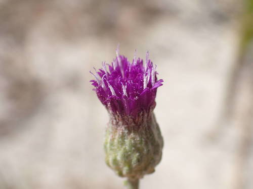 Crystallopollen serratuloides