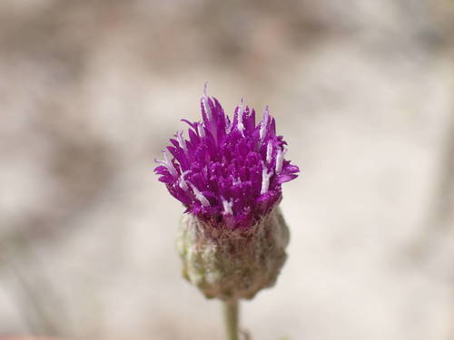 Crystallopollen serratuloides