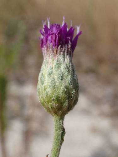 Crystallopollen serratuloides