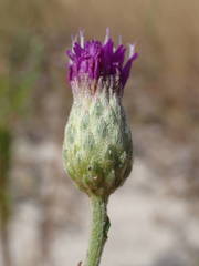 Vernonia perrottetii