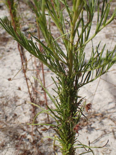 Crystallopollen serratuloides