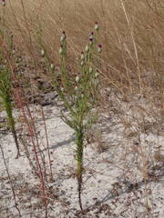Vernonia perrottetii