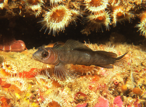 Spectacled triplefin (Ruanoho whero) — Tripterygiidae — 5