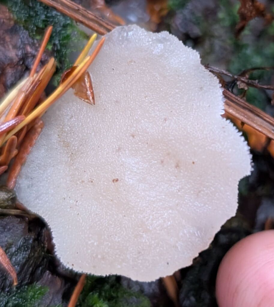 Pseudohydnum gelatinosum pusillum