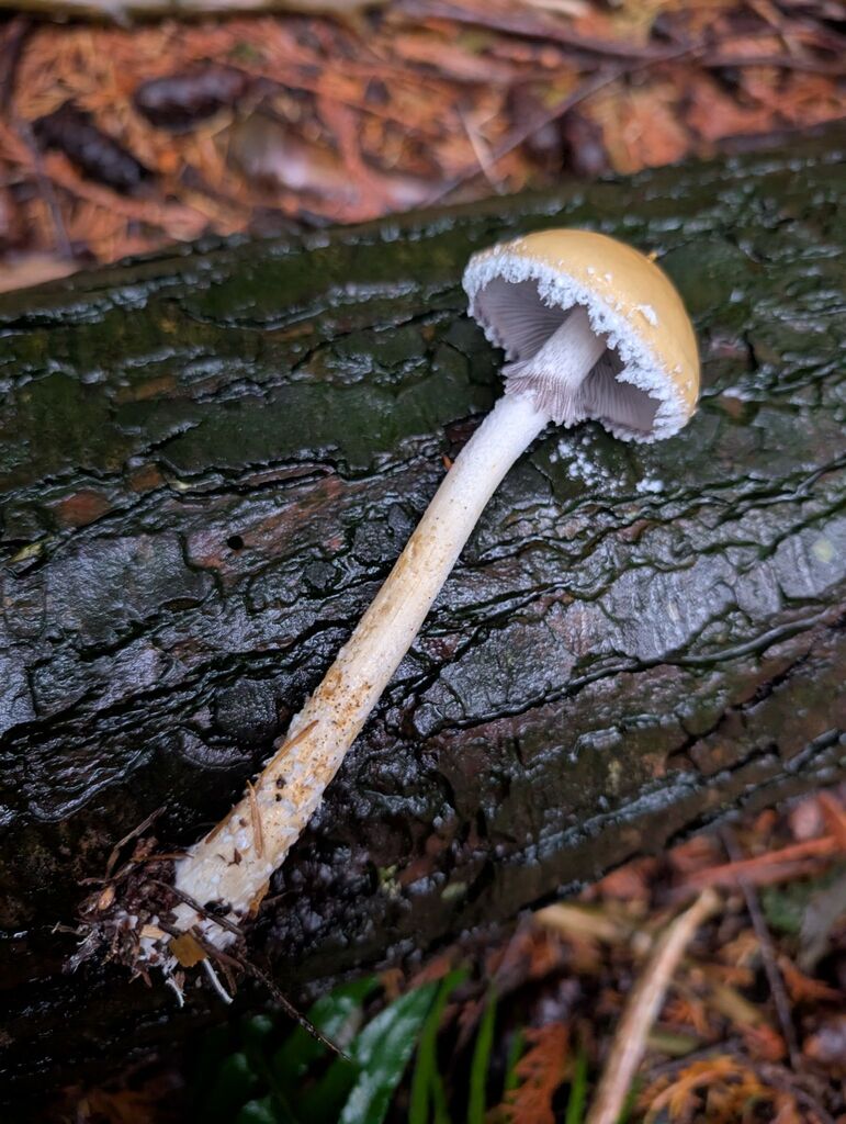 Stropharia ambigua · November 2025 · photo: © michaelshan (iNaturalist, cc-by-nc)