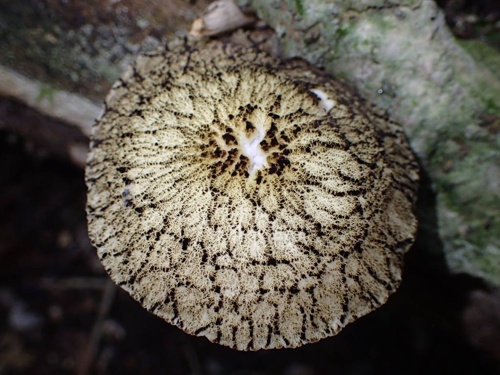 Pluteus readiarum · November 2025 · photo: © fuligogirl (iNaturalist, cc-by)