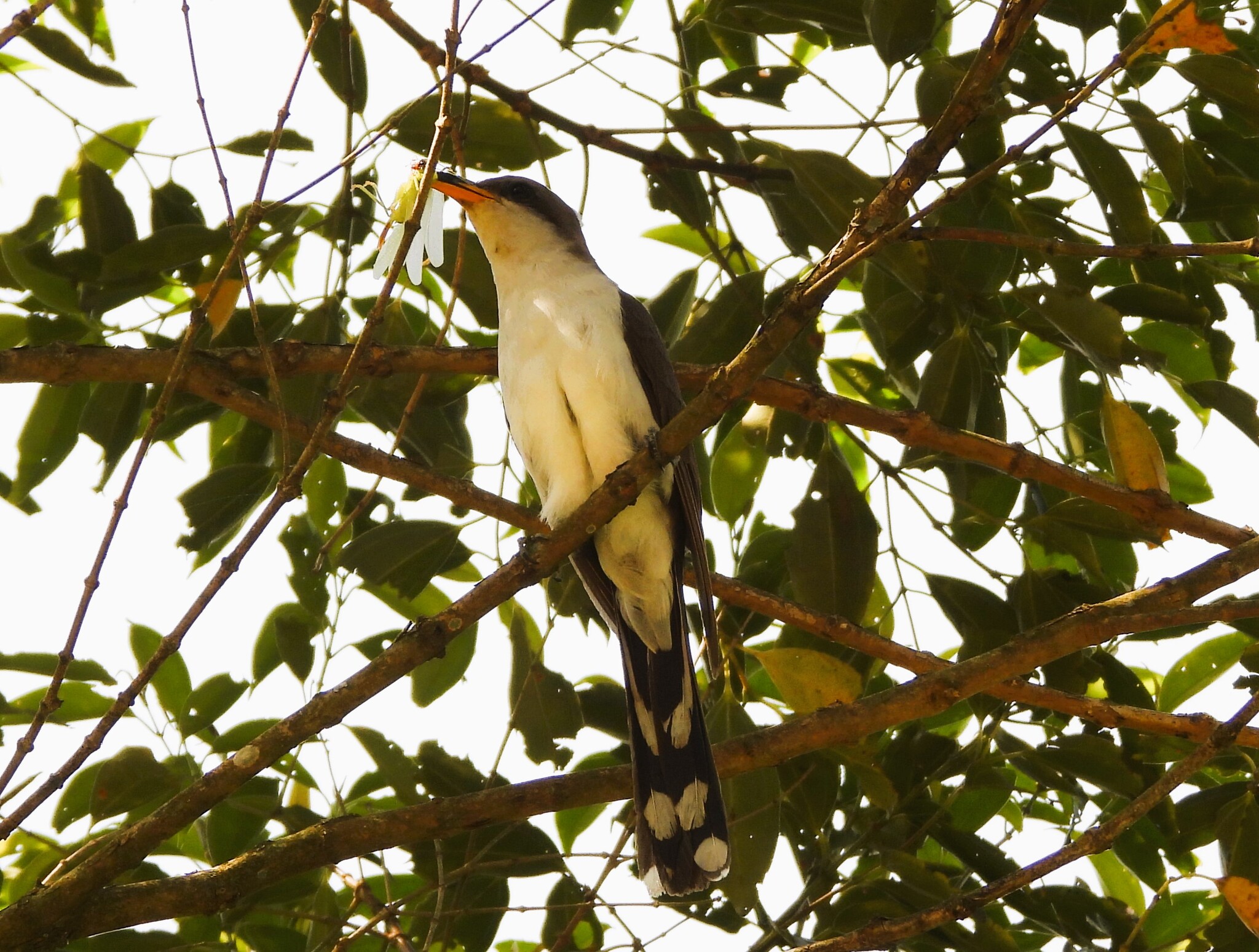 Pearly-breasted Cuckoo (Coccyzus euleri), photo 8