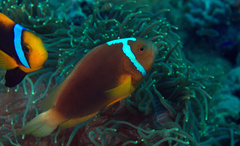 Amphiprion leucokranos
