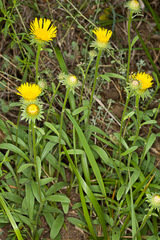 Pentanema montanum