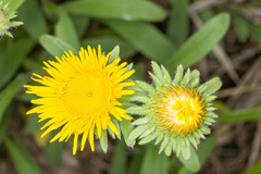 Pentanema montanum