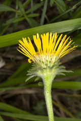 Pentanema montanum