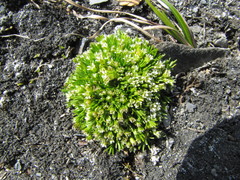 Cherleria biflora
