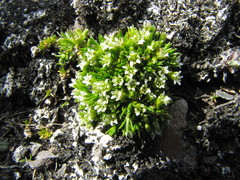 Cherleria biflora