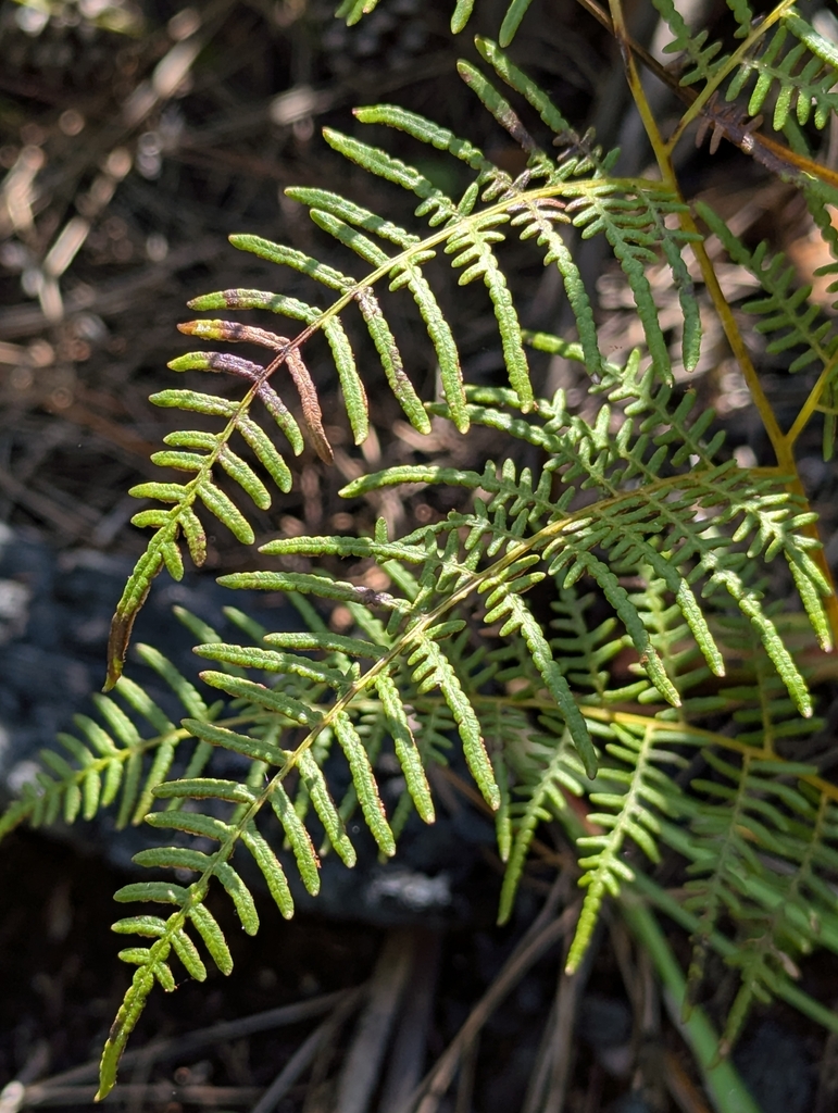 Southern Brackenfern