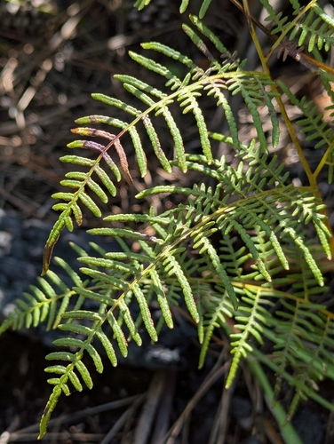 Pteridium caudatum