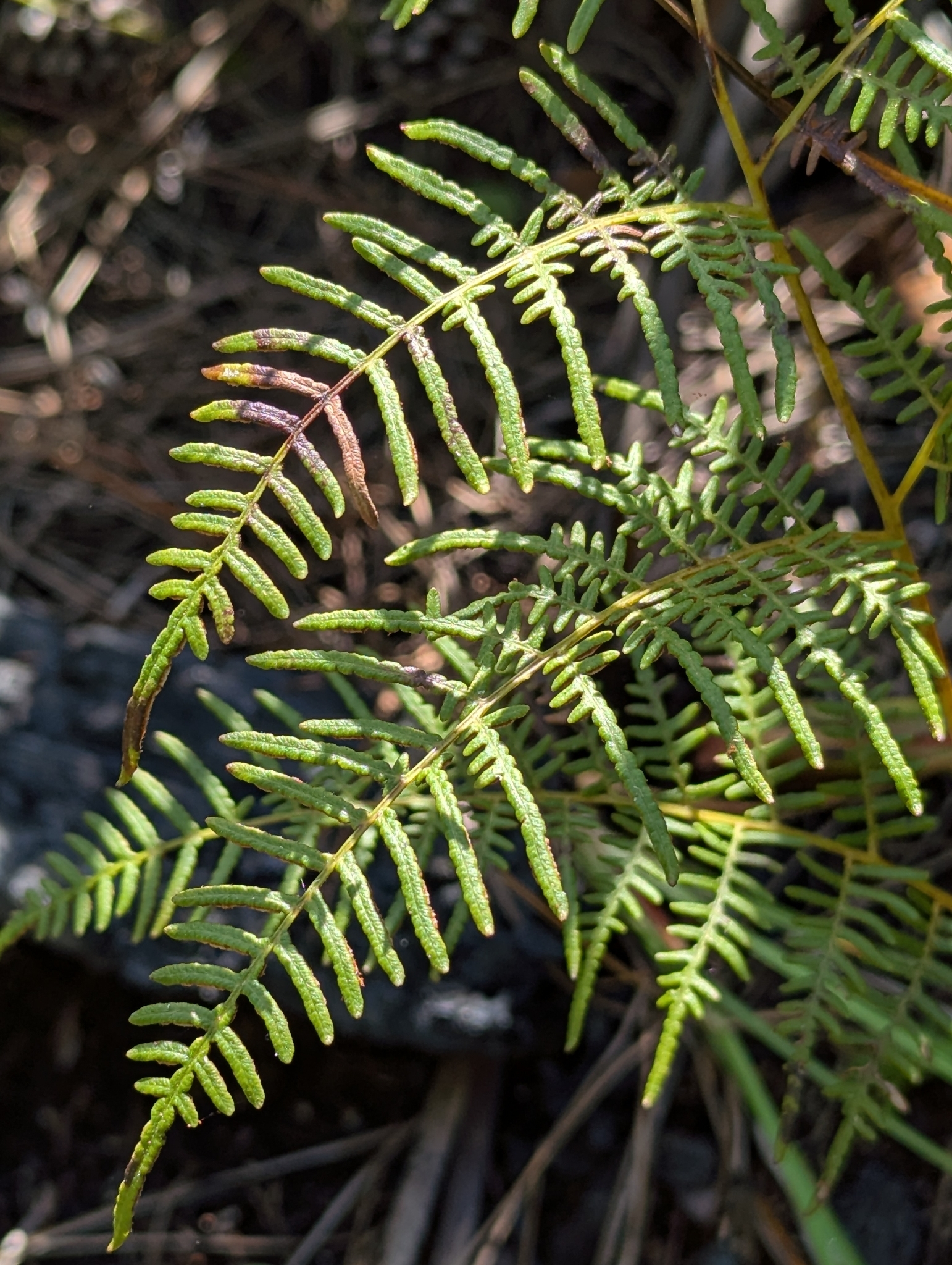 Pteridium caudatum