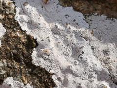 Ostropomycetidae