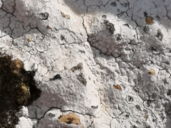 Ostropomycetidae