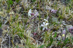 Silene repens