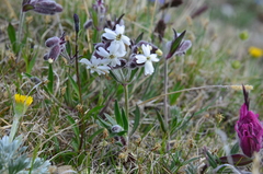 Silene repens