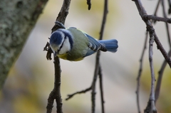Cyanistes caeruleus