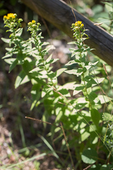 Pentanema spiraeifolium