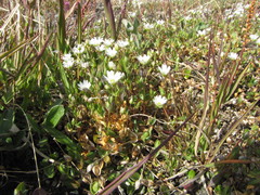 Stellaria crassipes