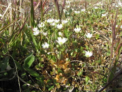 Stellaria crassipes