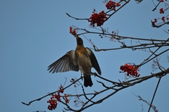 Turdus pilaris