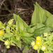 Pentanema spiraeifolium - Photo (c) Drepanostoma, some rights reserved (CC BY-NC), uploaded by Drepanostoma