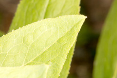 Pentanema spiraeifolium