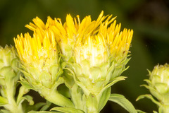 Pentanema spiraeifolium