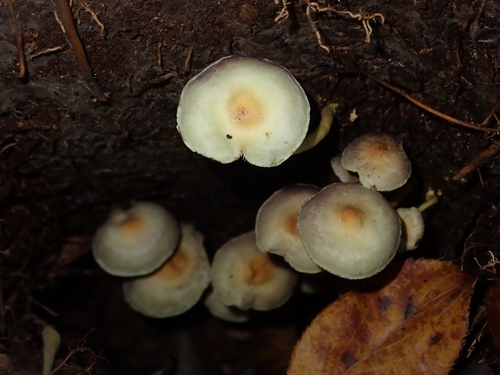 Hypholoma fasciculare