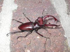 Lucanus elaphus