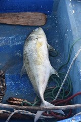 Caranx ignobilis