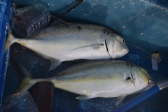 Caranx melampygus
