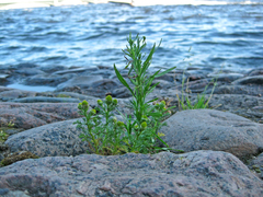 Matricaria discoidea