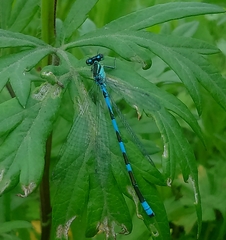 Coenagrion lanceolatum