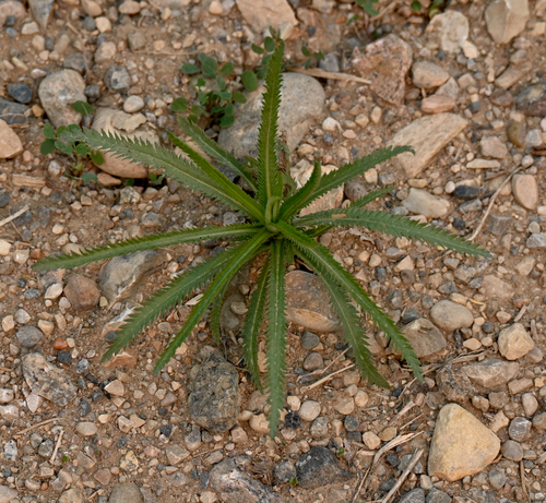 Siberian Yarrow (Achillea alpina)